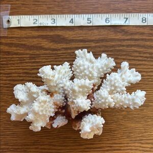 Estate Find Natural White Coral Tree Nautical Wedding Home Decor Farmhouse Reef